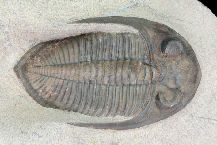 Zlichovaspis Trilobite - Great Eye Facets and Shell #75468